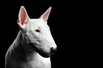 Close-up portrait of White Bull Terrier Dog Looking side on isolated black background, profile view