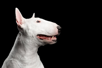 Close-up portrait of Happy White Bull Terrier Dog Smiling on isolated black background, profile view