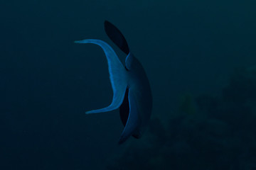 Pesce © alicefotografa