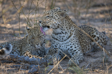 Leopard (Panthera pardus) female grooming juvenile. Kalahari. Botswana