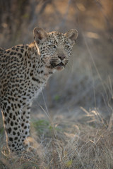 Fototapeta na wymiar Leopard (Panthera pardus) juvenile. Kalahari. Botswana
