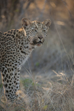 Leopard (Panthera pardus) juvenile. Kalahari. Botswana