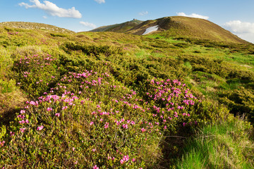 Obraz premium The slopes of the mountains covered with blooming rhododendrons. Carpathians.