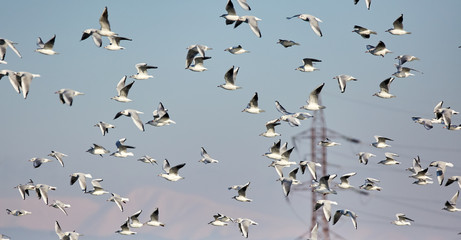 Flock of black headed gulls in flight