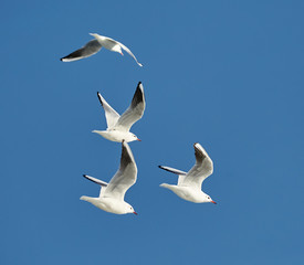 Black headed gulls flying