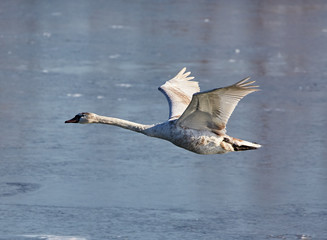 Swan in flight over a river