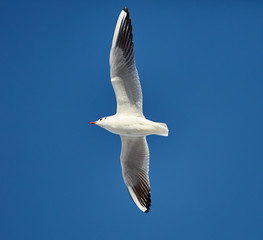 Black headed gull in flight