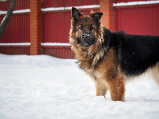 Beautiful big dog. The dog's face in the snow. Portrait of a shepherd