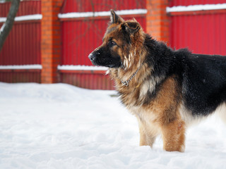 Beautiful big dog. The dog's face in the snow. Portrait of a shepherd