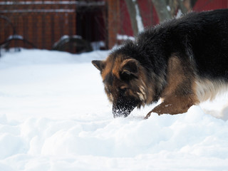 The dog digs at the snowdrift. Shepherd is a big, shaggy coat