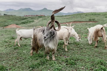 Obraz premium goat herd leader with huge horns unusual