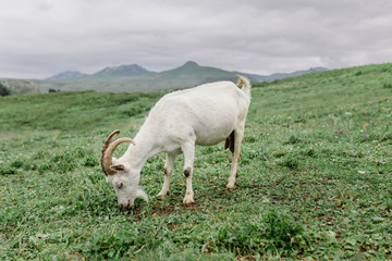 Obraz premium young goat grazing at the farm yard