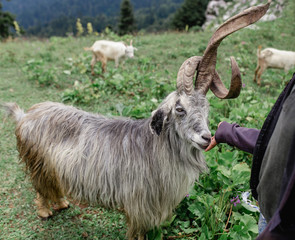 Shepherd feeding with salt a herd of goats on a green pasture