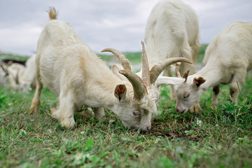 Goats grazing at cloudy day on a green field outdoors