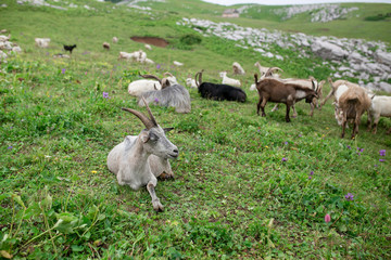 Goats grazing at cloudy day on a green field outdoors