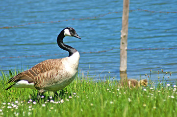 Eine Graugans mit einem Küken am Seeufer