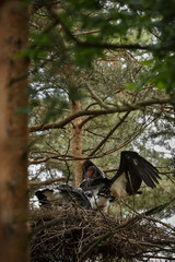 Black stork in the dark of the european forest, beautiful and big bird in the woodlands of czech republic, Ciconia nigra