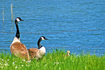 Ein Pärchen Wildgänse mit Jungem am Seeufer 