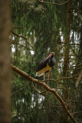 Black stork in the dark of the european forest, beautiful and big bird in the woodlands of czech republic, Ciconia nigra
