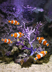 Fototapeta na wymiar Sea corals and clown fish