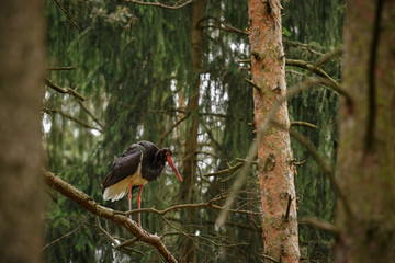 Black stork in the dark of the european forest, beautiful and big bird in the woodlands of czech republic, Ciconia nigra