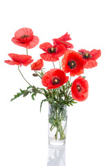 Bouquet of poppies in glass vase