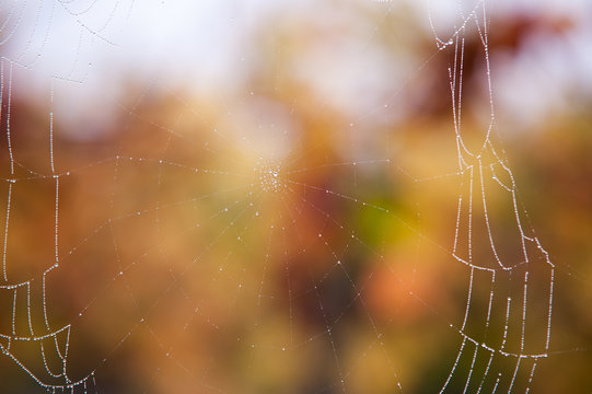 Spinnenetz im Herbst