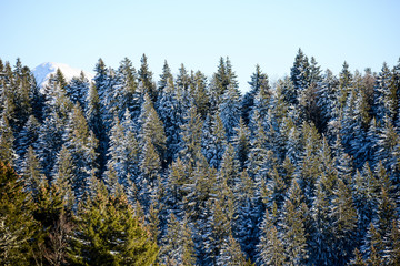 beautiful snowy mountain french alps winter panoramic landscape with a fir forest view background