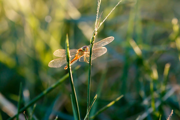 dragonfly on grass with warm light