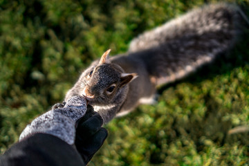 Befriending a squirrel