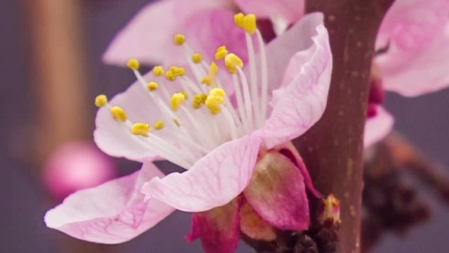 Timelapse video of an Apricot flower blooming on a dark background