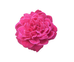 Isolate pink rose on white background