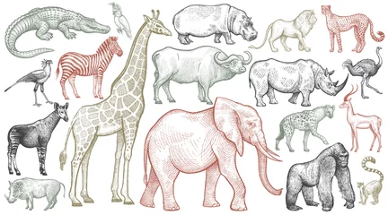 Foto op Plexiglas Engraving of African animals. © marinavorona
