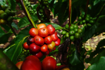 Coffee beans ripening on a tree.