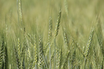 green wheat field
