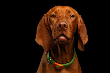 Close-up Portrait of Hungarian Vizsla Dog with collar looking in camera on isolated black background, front view