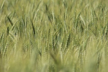 Fototapeta premium green wheat field
