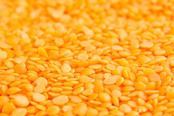 Red purified lentil macro background. Healthy protein food.
