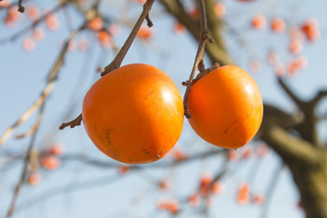 Autumn persimmon