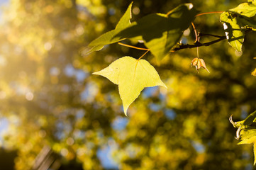 the green or yellow maple leaves on blue sky background among sunlight