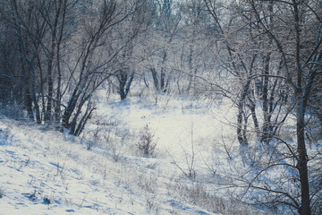 winter, snowfall in the forest