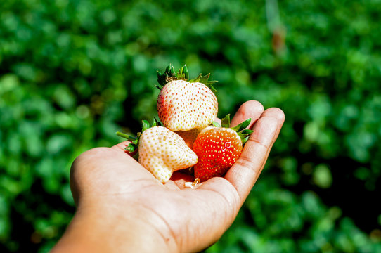 3 strawburrys on hand among strawburry field