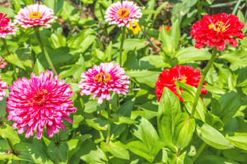 Red and pink zinnias in the flowerbed in the garden