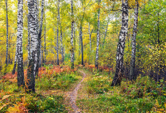 Fototapeta Autumn in the birch forest.