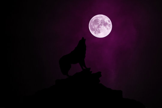 Wolf Howling At The Moon