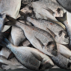 fish market. dorado fish on ice background. square format