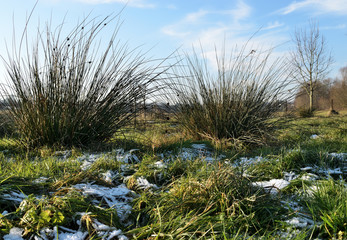 paysage nature froid