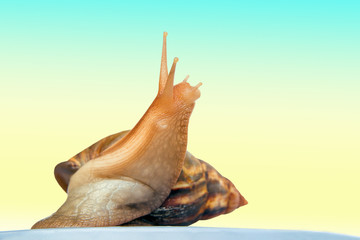 Obraz na płótnie Canvas snail Achatina giant on the colorful background