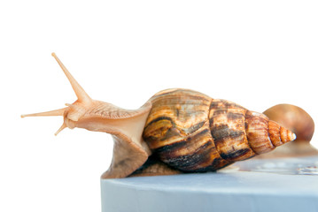 snail Achatina giant on white background