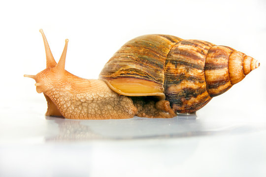 snail Achatina giant on the colorful background